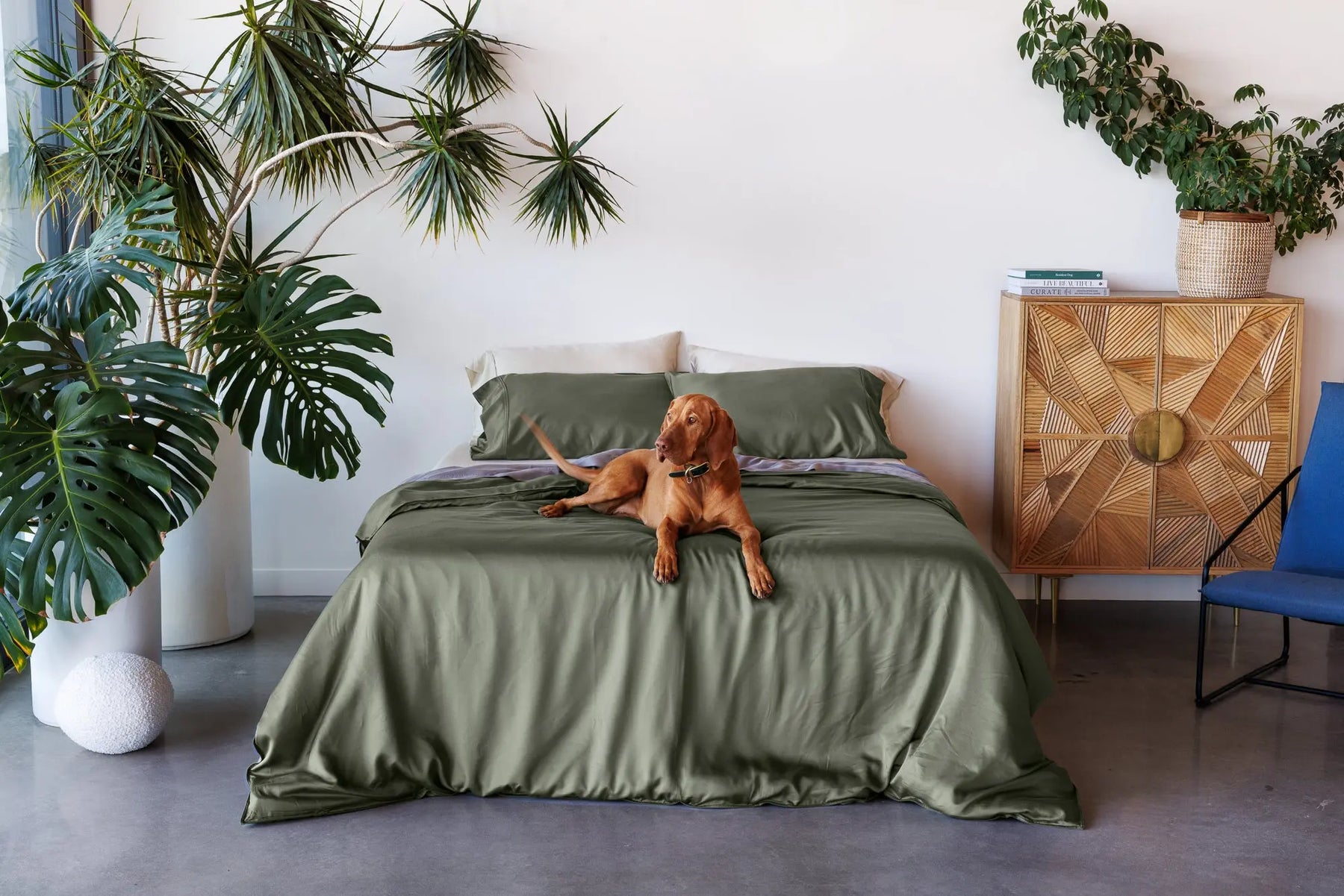 An olive green bedding set with matching pillows on a bed, styled in a modern bedroom with a brown dog lying on the duvet, flanked by large potted plants and a wooden sideboard.
