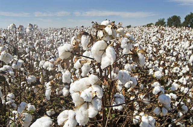 Cotton Harms the Environment