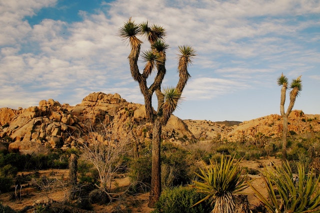 desert plants